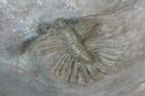Unidentified Lichid Trilobite From Jorf - Belenopyge Like #171560-5